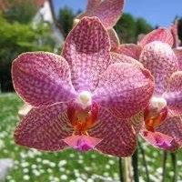 Wanda Stuart Photo 25