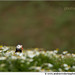 Andrew Wicks Photo 28