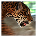 Antonio Sharp Photo 9