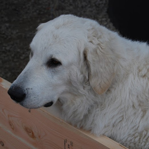 Paul Renner Photo 29 Paul Renner Photo 29