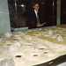 Robert Cope Photo 20