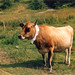 Randolph Coon Photo 6