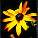 Susan Borders Photo 5