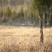 Robin Dryden Photo 9