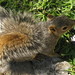 Rector Gray Photo 6