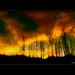 Lisa Walden Photo 13