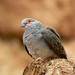 Joyce Dove Photo 11