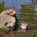 Deborah Sparrow Photo 18