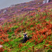 Heather Land Photo 15