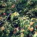 Ellen Peach Photo 9