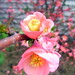 Samantha Meeks Photo 29