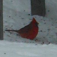 Brenda Hutchings Photo 13