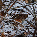 Kent Partridge Photo 12