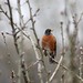 T Birdsong Photo 2