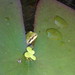 June Peek Photo 9