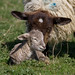Burton Lamb Photo 10