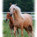 Leslie Chestnut Photo 10