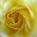 Elva Rose Photo 3
