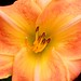 Dawn Hansen Photo 29