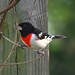 Scott Roser Photo 11