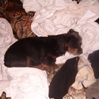 Robert Sneed Photo 42