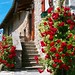 Andria Rose Photo 11