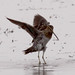 Greg Snipes Photo 13