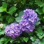 Jane Cooley Photo 33