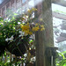 Dorothy Goodman Photo 16