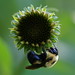 James Speck Photo 27