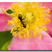 Eloise Flowers Photo 8