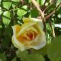 Courtney Barker Photo 39
