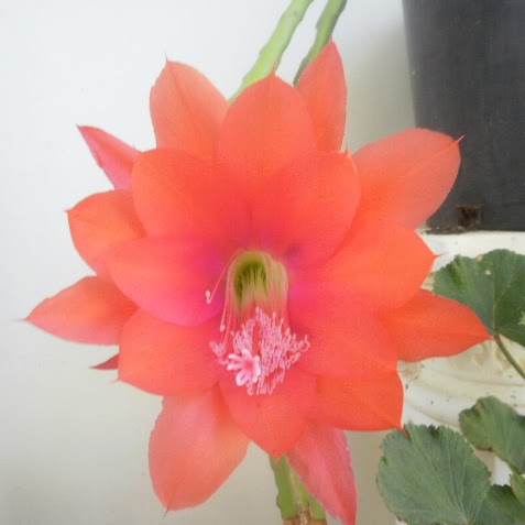 Debra Macdonald Photo 35
