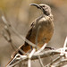 Monica Thrasher Photo 11