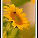 Tracey Bee Photo 8