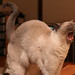 Julia Fang Photo 16