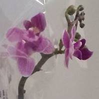 Alice Tse Photo 21