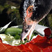Merry Peck Photo 11