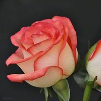 Annette Strong Photo 26