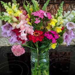 Debra Holmes Photo 24