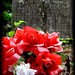 Rose Dutton Photo 6