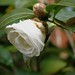 Camelia Sharp Photo 7