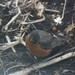 Judy Bird Photo 26
