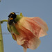 Antonia Flowers Photo 3