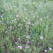 Robin Pink Photo 6