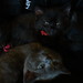 Renae Smith Photo 17