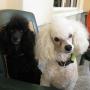 Susan Tipton Photo 20
