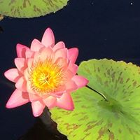 Linda Grote Photo 8