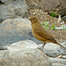 Robin Lux Photo 8