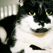 Gerald Strayer Photo 7